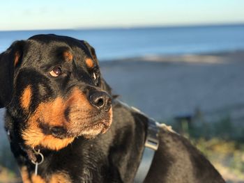 Close-up of dog by sea against sky