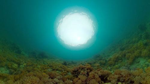 sea