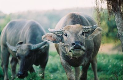 Domestic water buffaloes standing on grassy field