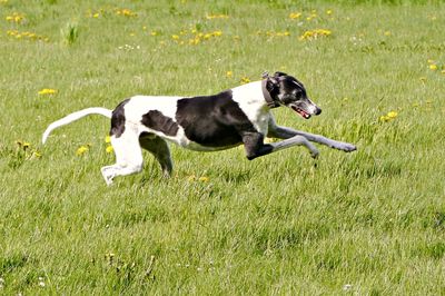 Dogs running on grassy field