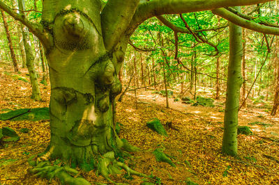 View of trees in forest