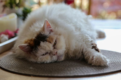 Close-up of cat sleeping on table 