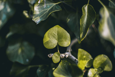 Close-up of leaves