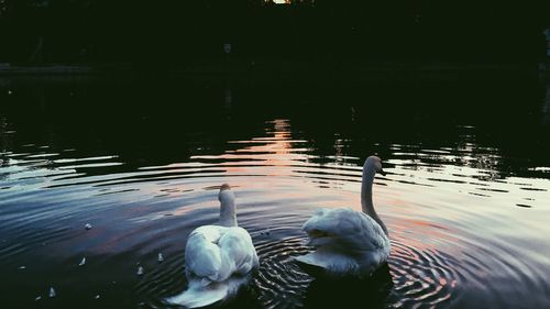 Swans swimming in lake