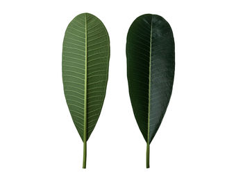 Close-up of heart shape leaf on white background