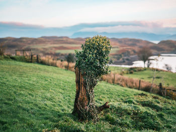 A lone tree amidst green scottish landscapes at sunrise