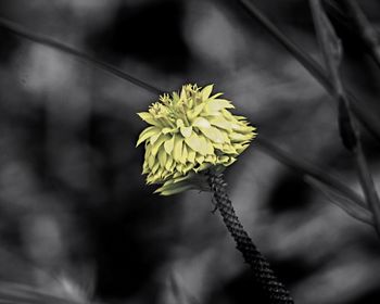 Close-up of yellow flower blooming outdoors