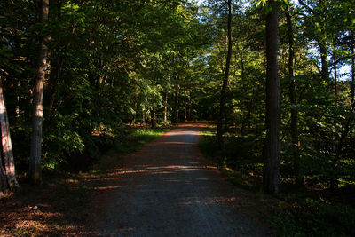 Dirt road amidst trees in forest