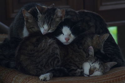 Close-up of cats resting