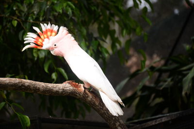 Close-up of a bird perching on branch