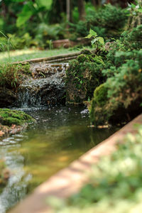 Surface level of water flowing in forest