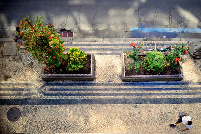 High angle view of potted plants by building