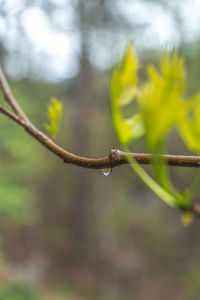 Close-up of plant