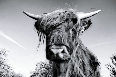 Low angle portrait of horse against sky