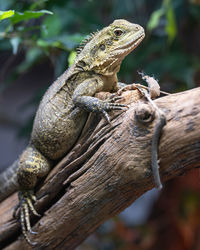 Close-up of lizard on tree