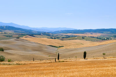 Scenic view of agricultural field against clear sky