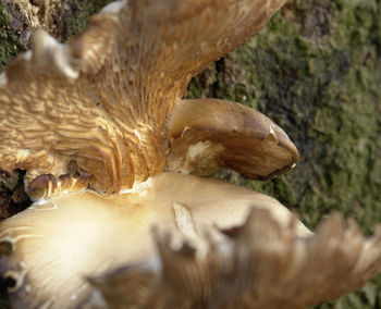 Close-up of a mushrooms