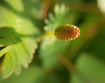 Close-up of flowering plant