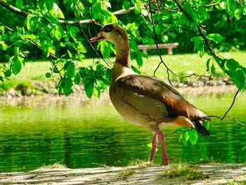 Side view of bird perching on a lake