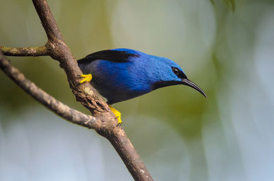 Close-up of bird perching on tree