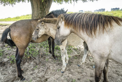 Horses grazing on field