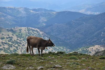 Cow standing on landscape