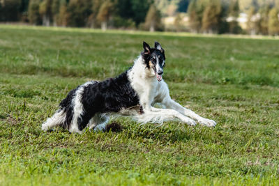 Russian hunting sighthound running in the field on lure coursing competition