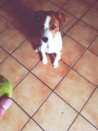 High angle view of puppy on tiled floor