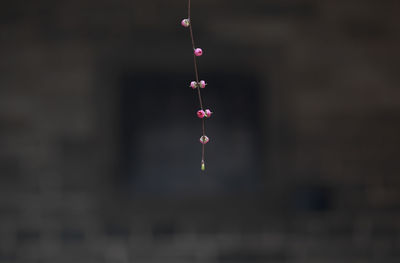 Close-up of pink light hanging from plant