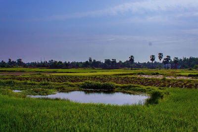 Scenic view of field against sky