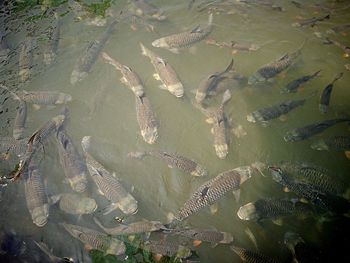 High angle view of fishes in lake 