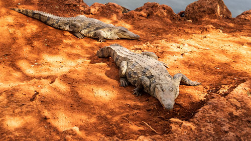 High angle view of crocodiles