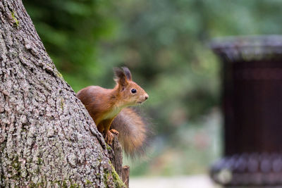 Squirrel on tree trunk