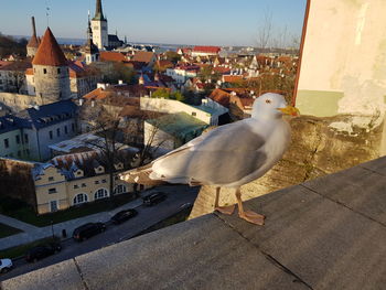 Seagull perching on a building