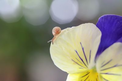 Close-up of insect on purple flower