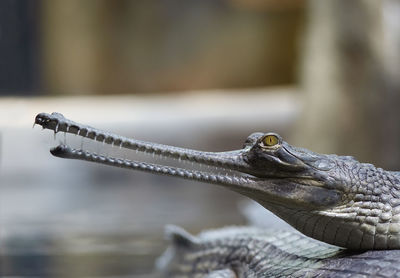 Close-up of crocodile