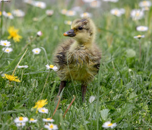 View of bird on field