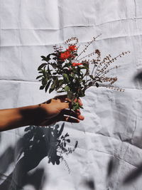 Cropped hand holding flowers against 