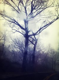 Low angle view of bare trees against sky