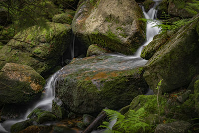 Scenic view of waterfall in forest