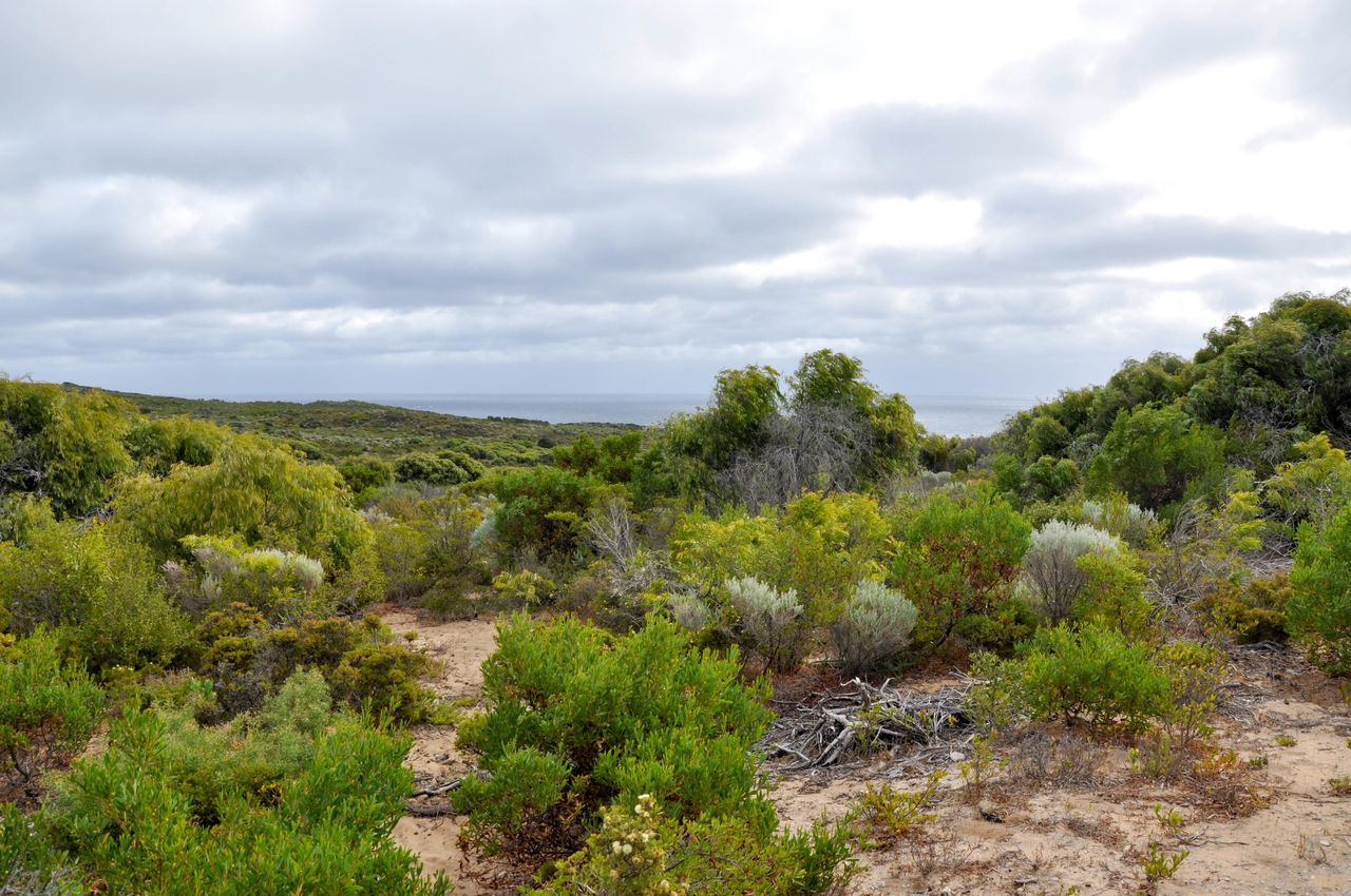 Cape naturaliste