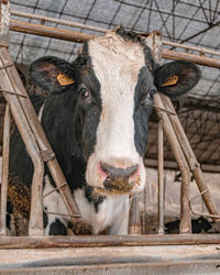 Portrait of horse in pen