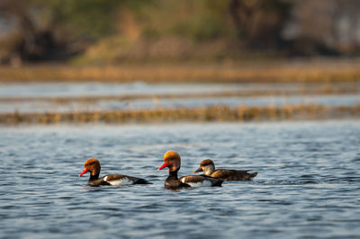 Ducks swimming in lake