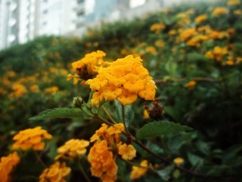 Close-up of yellow flowers blooming outdoors