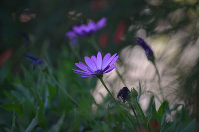 Close-up of purple flowering plant on field