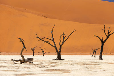 Bare trees in sossusvlei, namibia