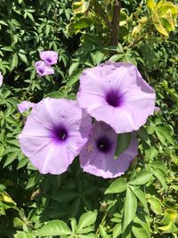 High angle view of purple flowers blooming outdoors