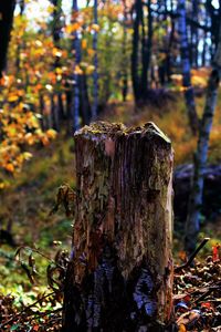 Close-up of tree stump in forest