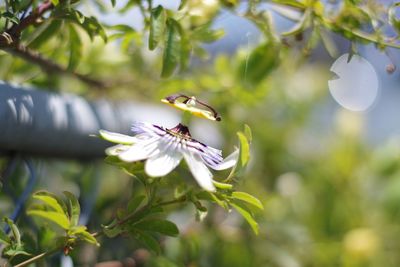 Close-up of butterfly on flower