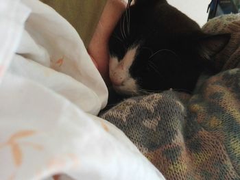 Close-up of cat sleeping on bed